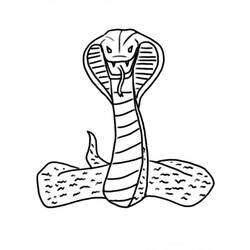 Coloring pages: Cobra - Free Printable Coloring Pages